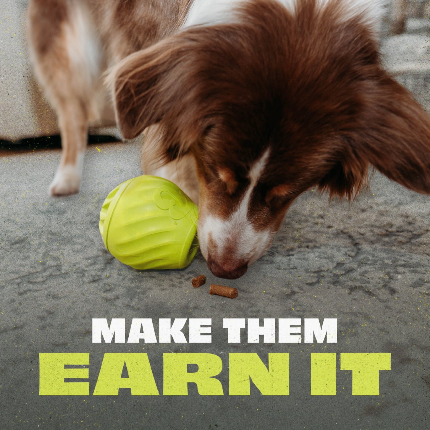 Make them Earn It: An Australian Shepherd Eats Pieces of Kibble Tossed Out of the Treat-Dispensing Benebone Bounce Pawbler.