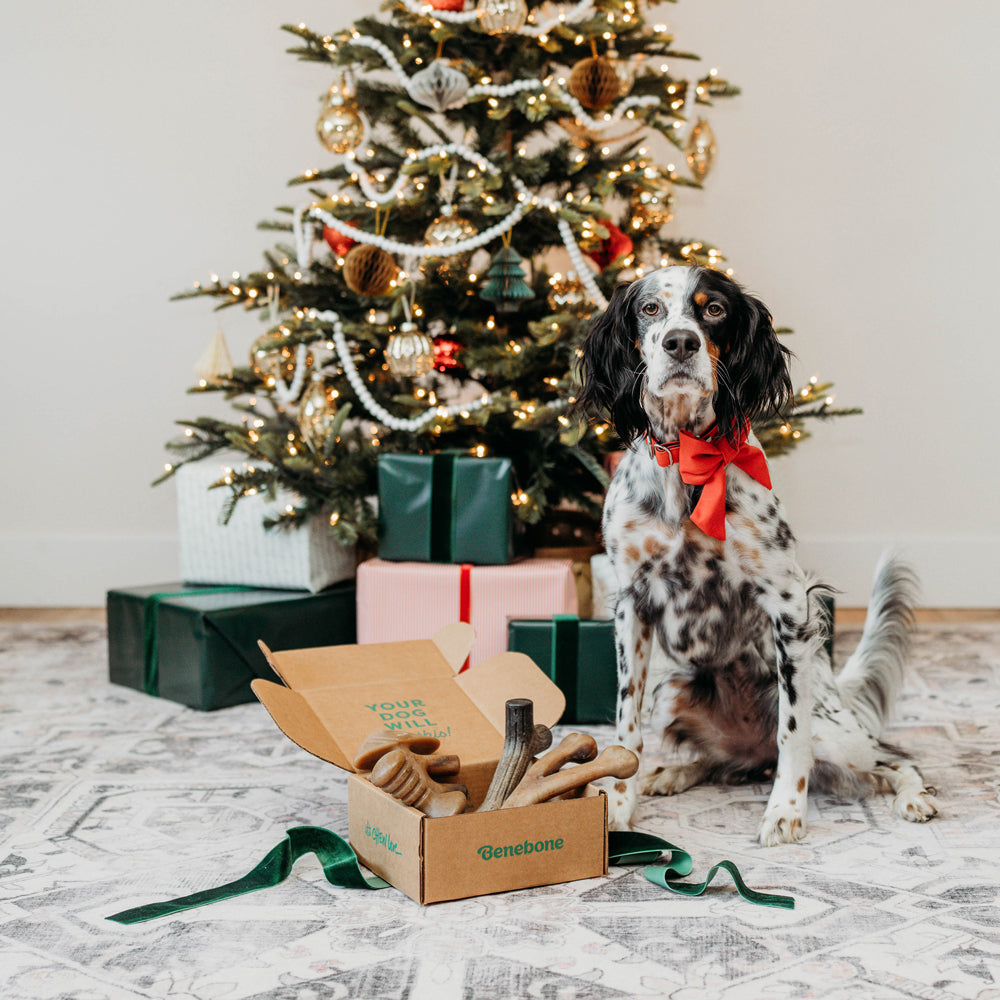 English Setter sitting next to 4-Pack box of Benebones in front of Christmas tree.