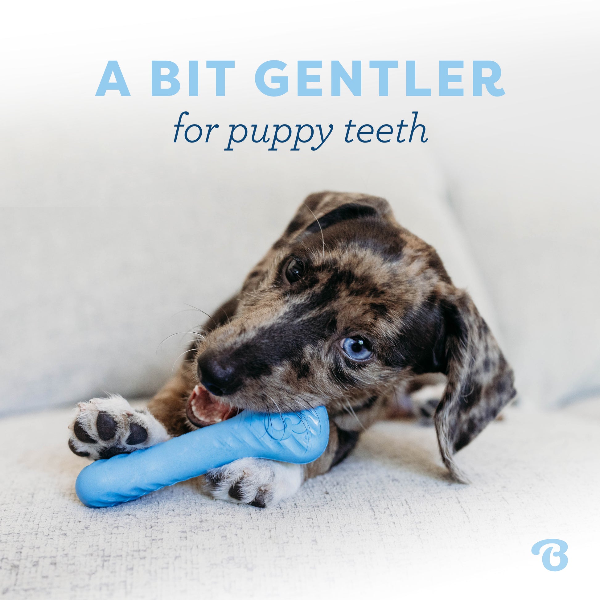 A blue merle dachshund puppy plays with the Benebone Bounce Rubber Puppy Bone, which is a bit gentler for puppy teeth.