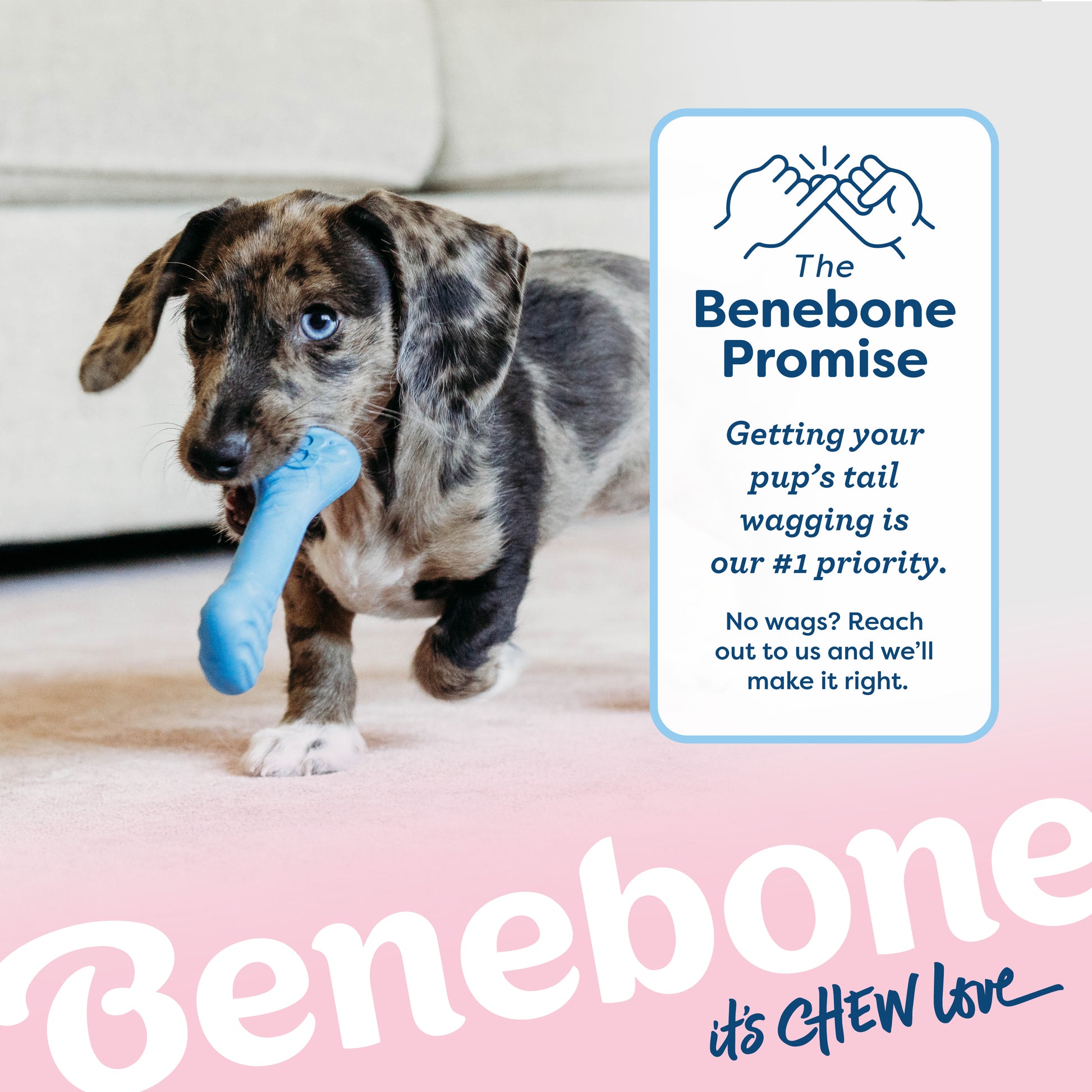 The Benebone Promise: Getting your pup's tail wagging is our #1 priority. No wags? Reach out to us and we'll make it right. A blue merle dachshund puppy plays with the Benebone Bounce Rubber Puppy Bone, which is a bit gentler for puppy teeth.