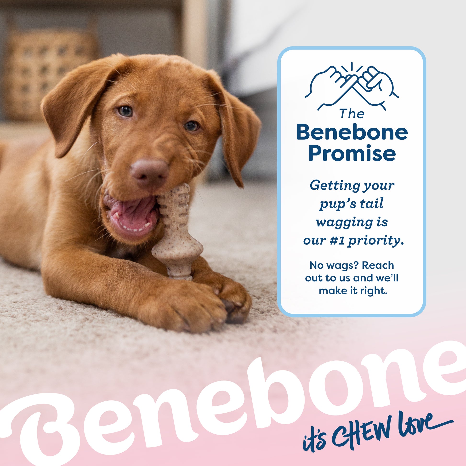 Benebone it's chew love, the Benebone promise. Getting your pup's tail wagging is our #1 priority. No wags? Reach out to us and we'll make it right. Vizsla puppy chewing on Benebone zaggler.