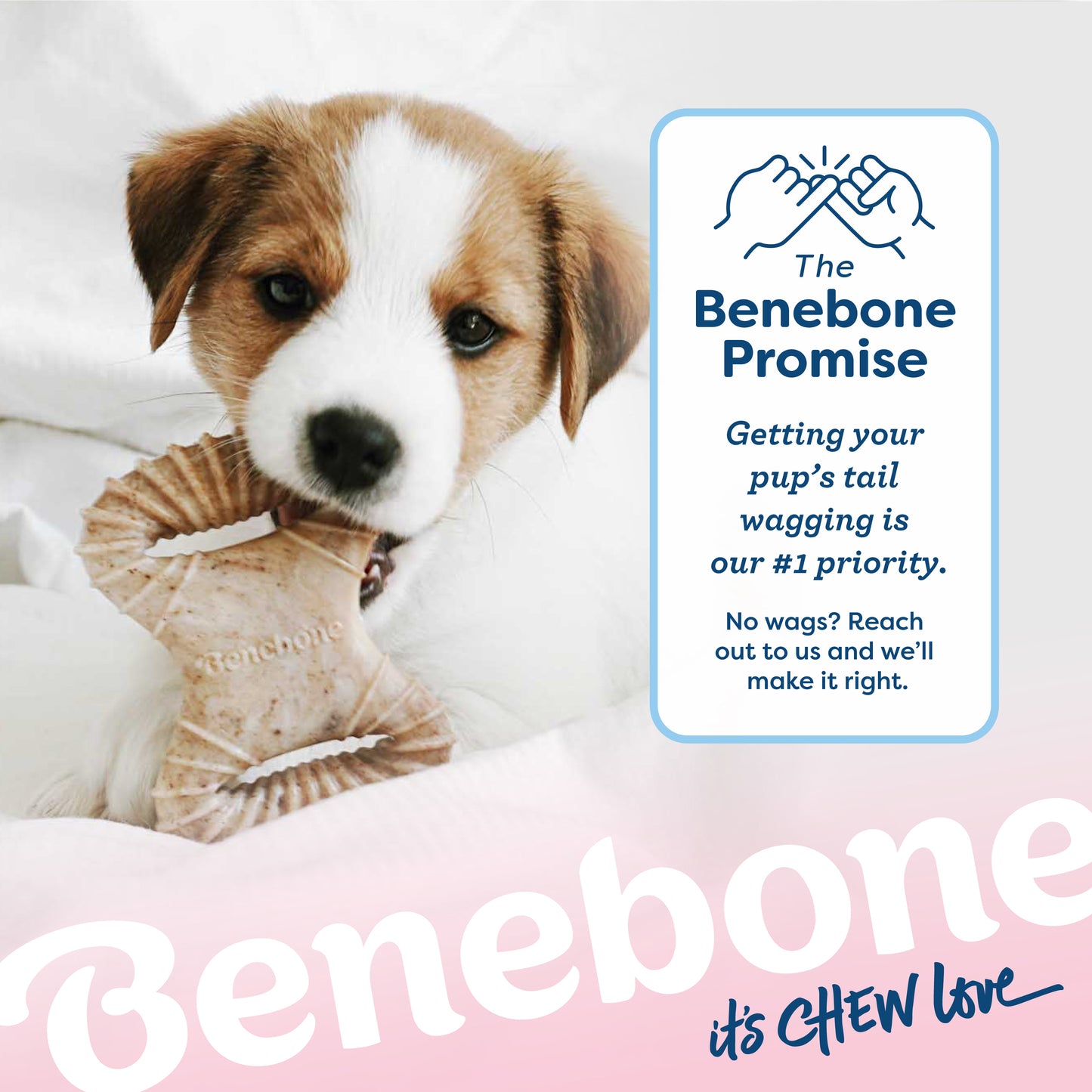 Benebone it's chew love. The Benebone promise. Getting your pup's tail wagging is our #1 priority. No wags? Reach out to us and we'll make it right. Jack Russell Terrier puppy chewing on Benebone dental chew.