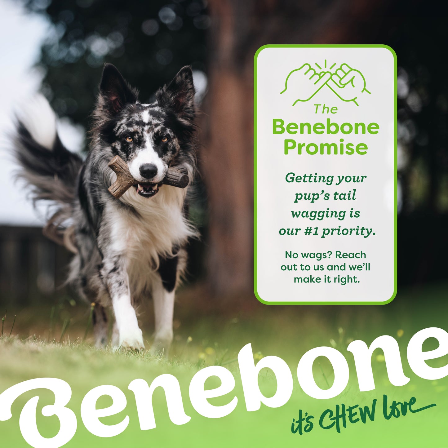 The Benebone promise. Getting your pup's tail wagging is our #1 priority. No wags? Reach out to us and we'll make it right. Australian Shepherd outside carrying a Benebone maplestick. Benebone it's chew love.