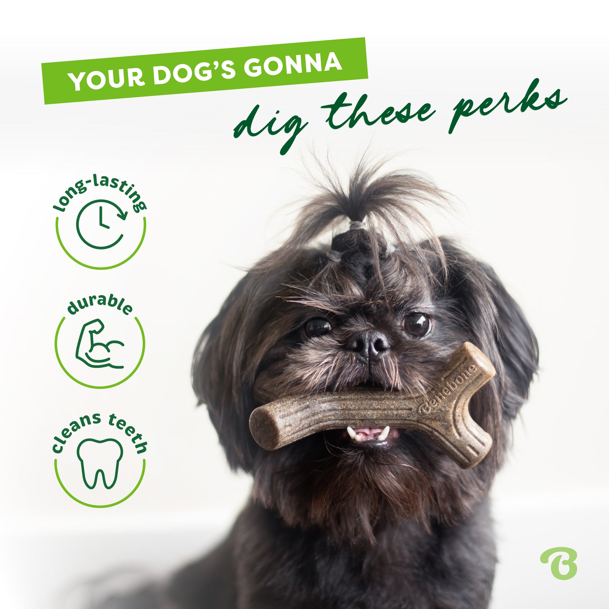 Your dog's gonna dig these perks. Long-lasting, durable, cleans teeth. Shih Tzu holding a Benebone maplestick in its mouth.