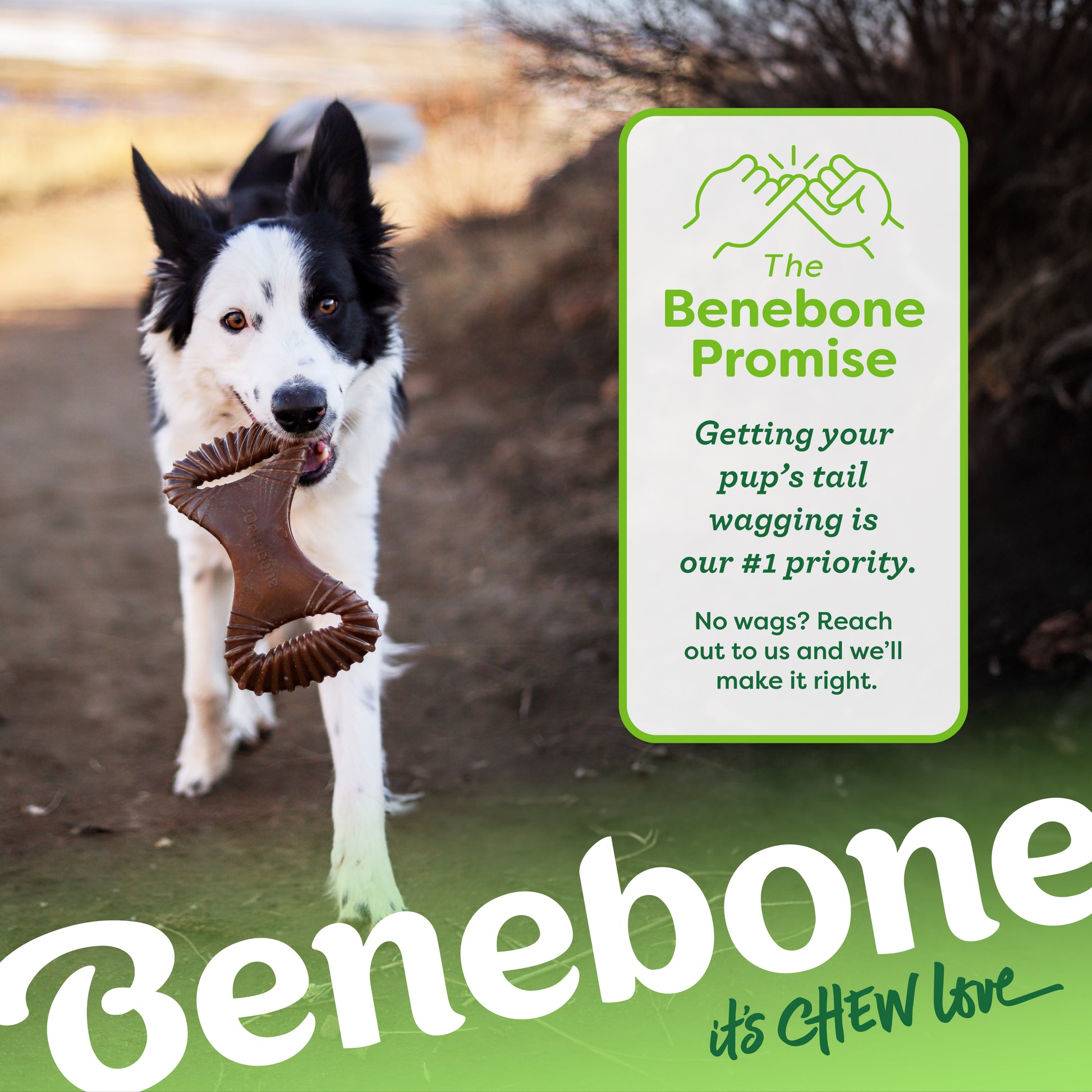 The Benebone promise. Getting your pup's tail wagging is our #1 priority. No wags? Reach out to us and we'll make it right. Dog outside with a Benebone dental chew in its mouth. Benebone it's chew love.