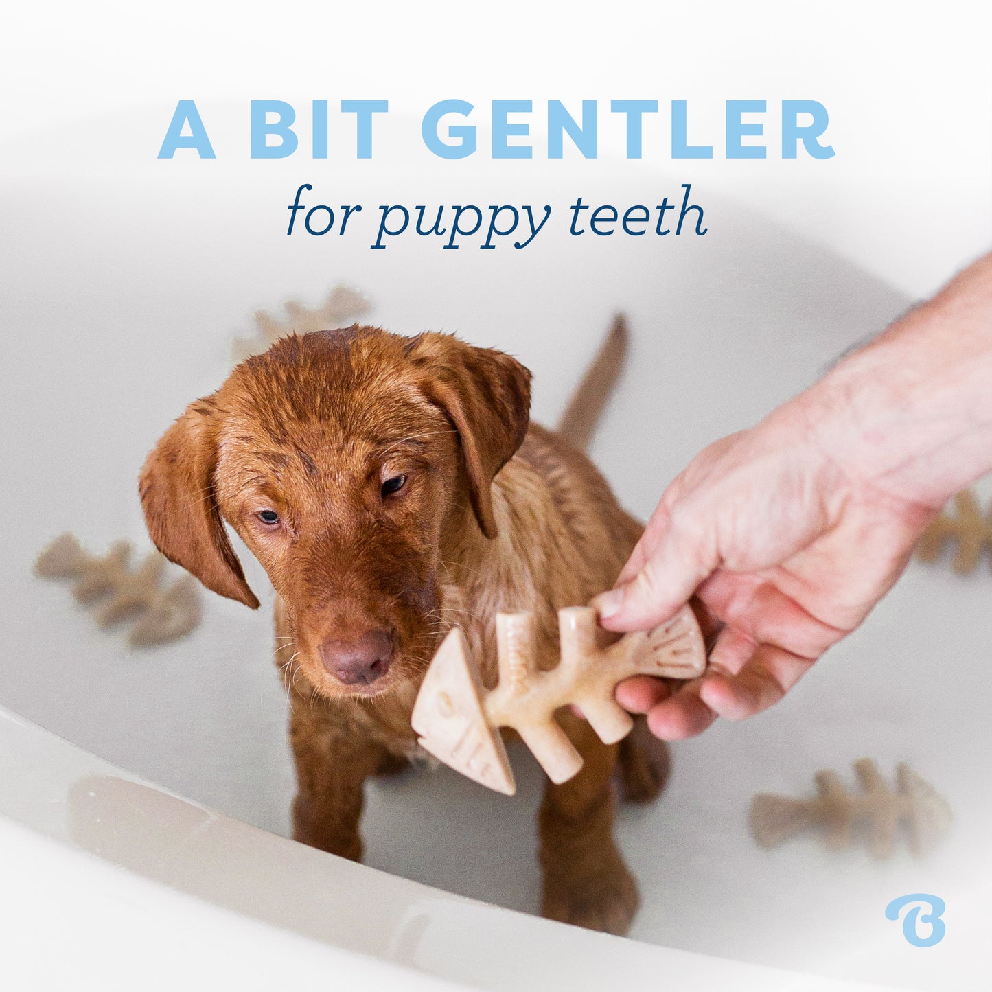 A bit gentler for puppy teeth. Vizsla puppy in a bathtub surrounded by Benebone fishbones.