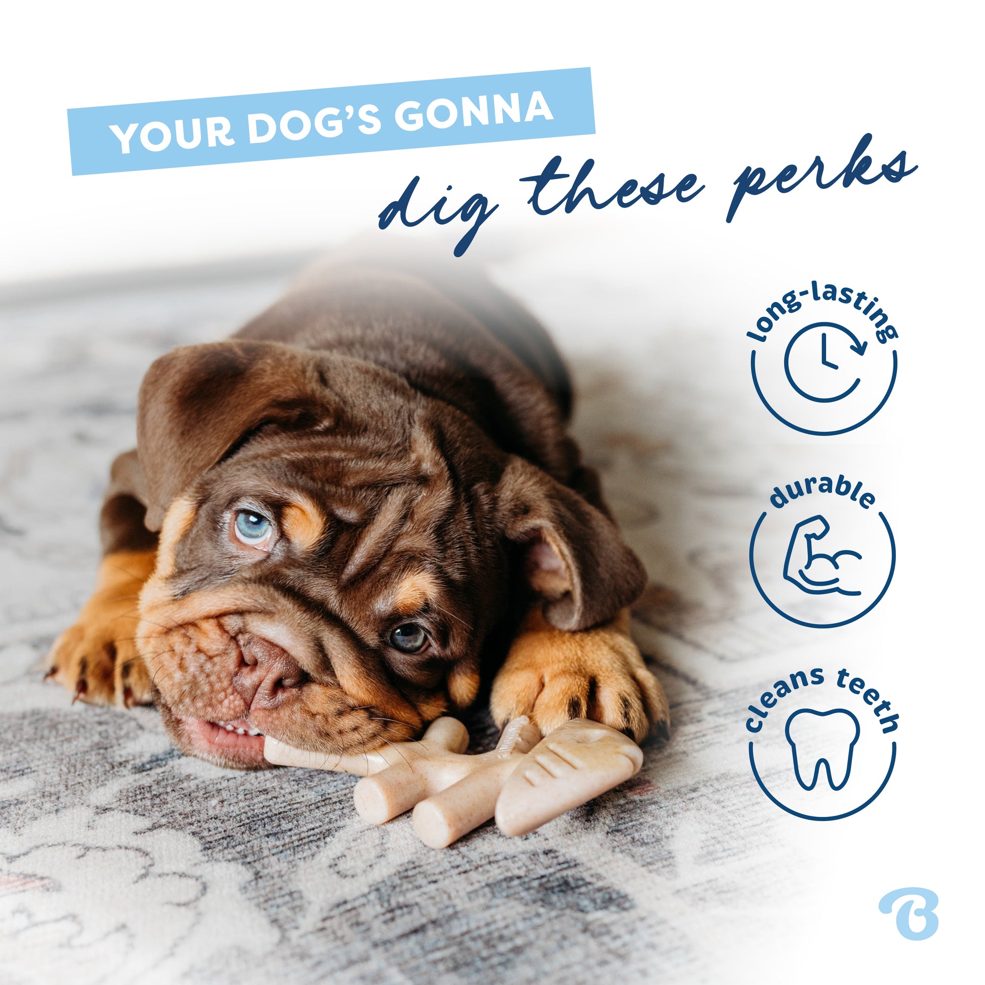 Your dog's gonna dig these perks. Long-lasting, durable, cleans teeth. Bulldog puppy on a rug with a Benebone fishbone in its mouth.