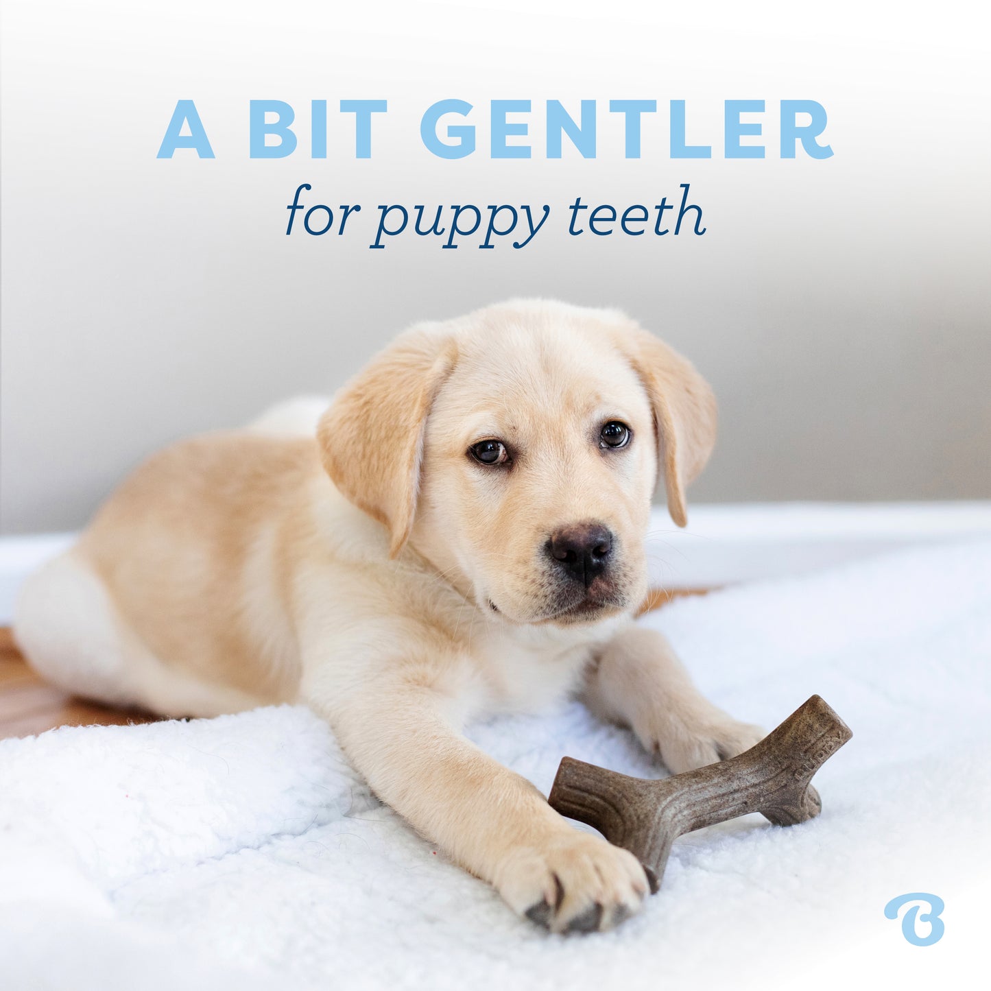 A bit gentler for puppy teeth. Labrador Retriever puppy and Benebone maplestick.