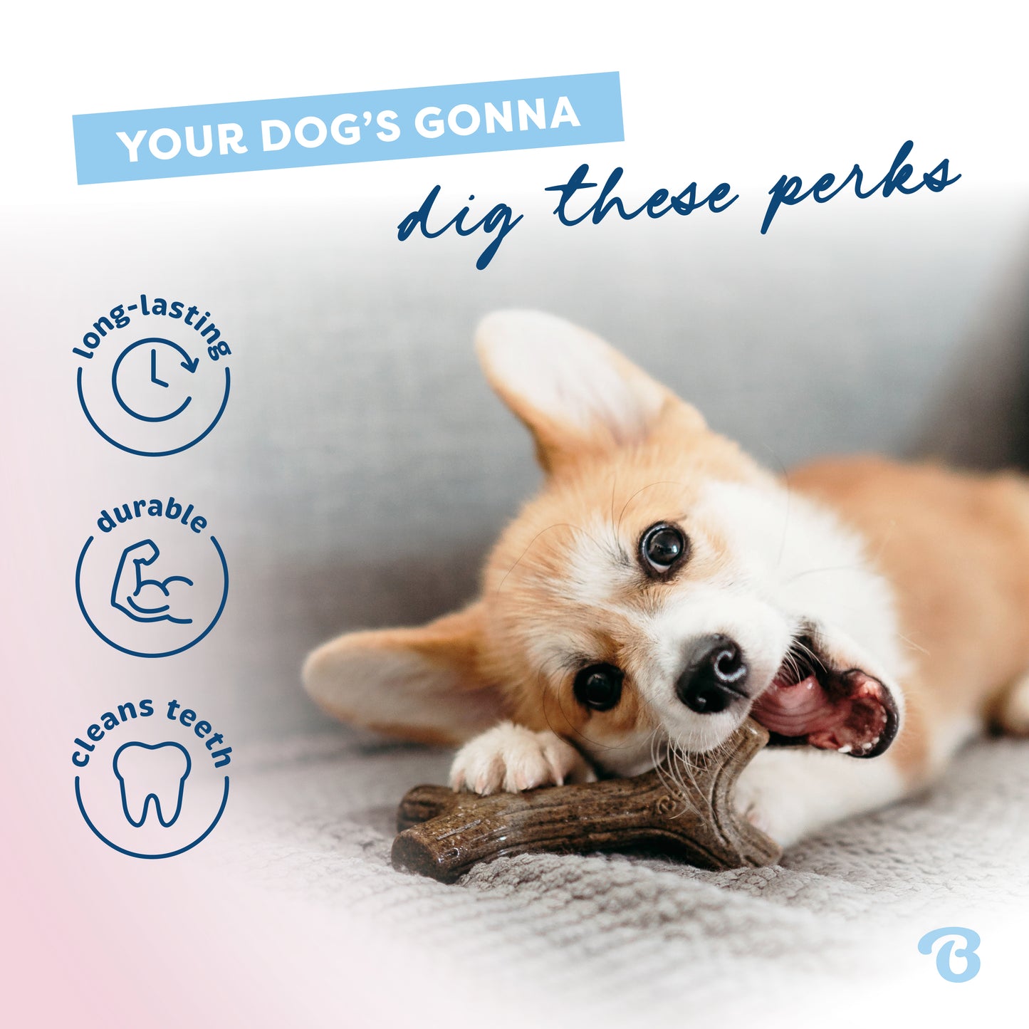 Your dog's gonna dig these perks. Long-lasting, durable, and cleans teeth. Corgi puppy chewing a Benebone maplestick.