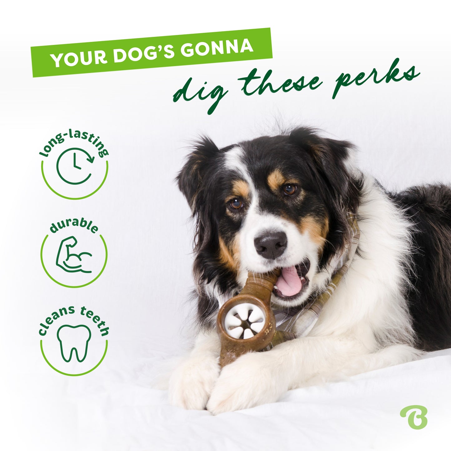 Your dog's gonna dig these perks. Long-lasting, durable, cleans teeth. Australian Shepherd chewing on Benebone pawplexer.