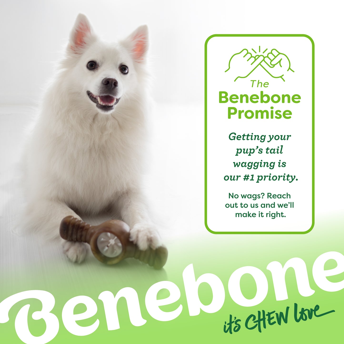 The Benebone promise. Getting your pup's tail wagging is our #1 priority. No wags? Reach out to us and we'll make it right. Japanese Spitz looking up with Benebone pawplexer under it's front paw. Benebone it's chew love.  