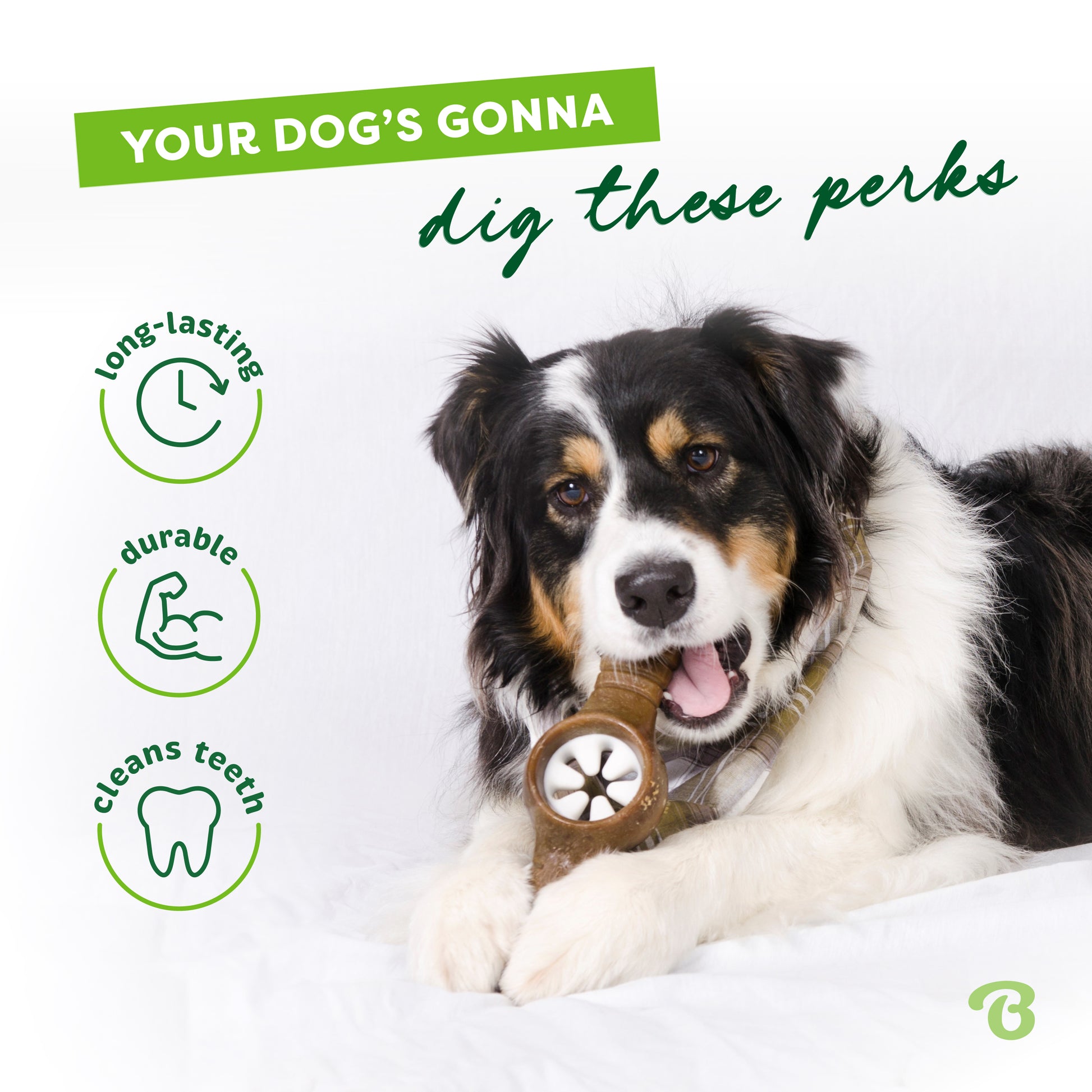 Your dog's gonna dig these perks. Long-lasting, durable, cleans teeth. Australian Shepherd chewing on Benebone pawplexer.
