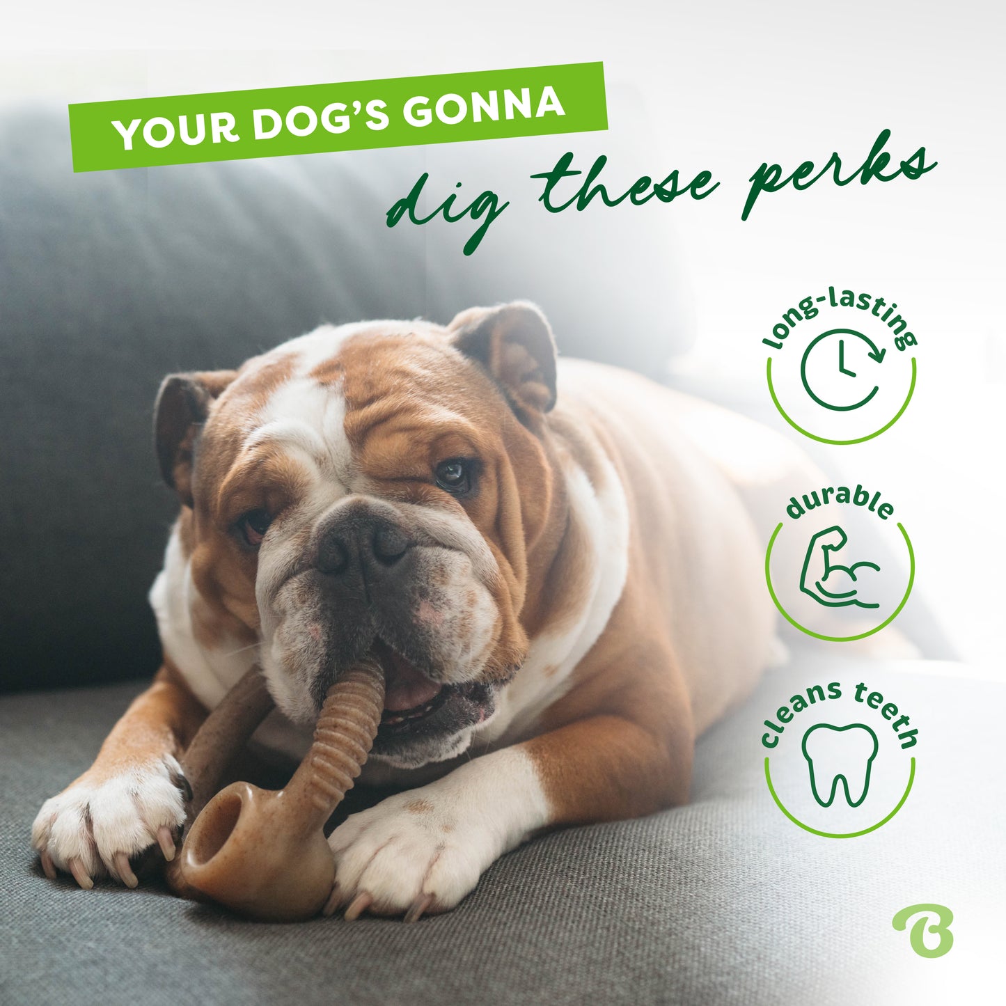 Your dog's gonna dig these perks. Long-lasting, durable, cleans teeth. Bulldog on a couch chewing on a Benebone ring.