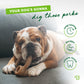 Your dog's gonna dig these perks. Long-lasting, durable, cleans teeth. Bulldog on a couch chewing on a Benebone ring.