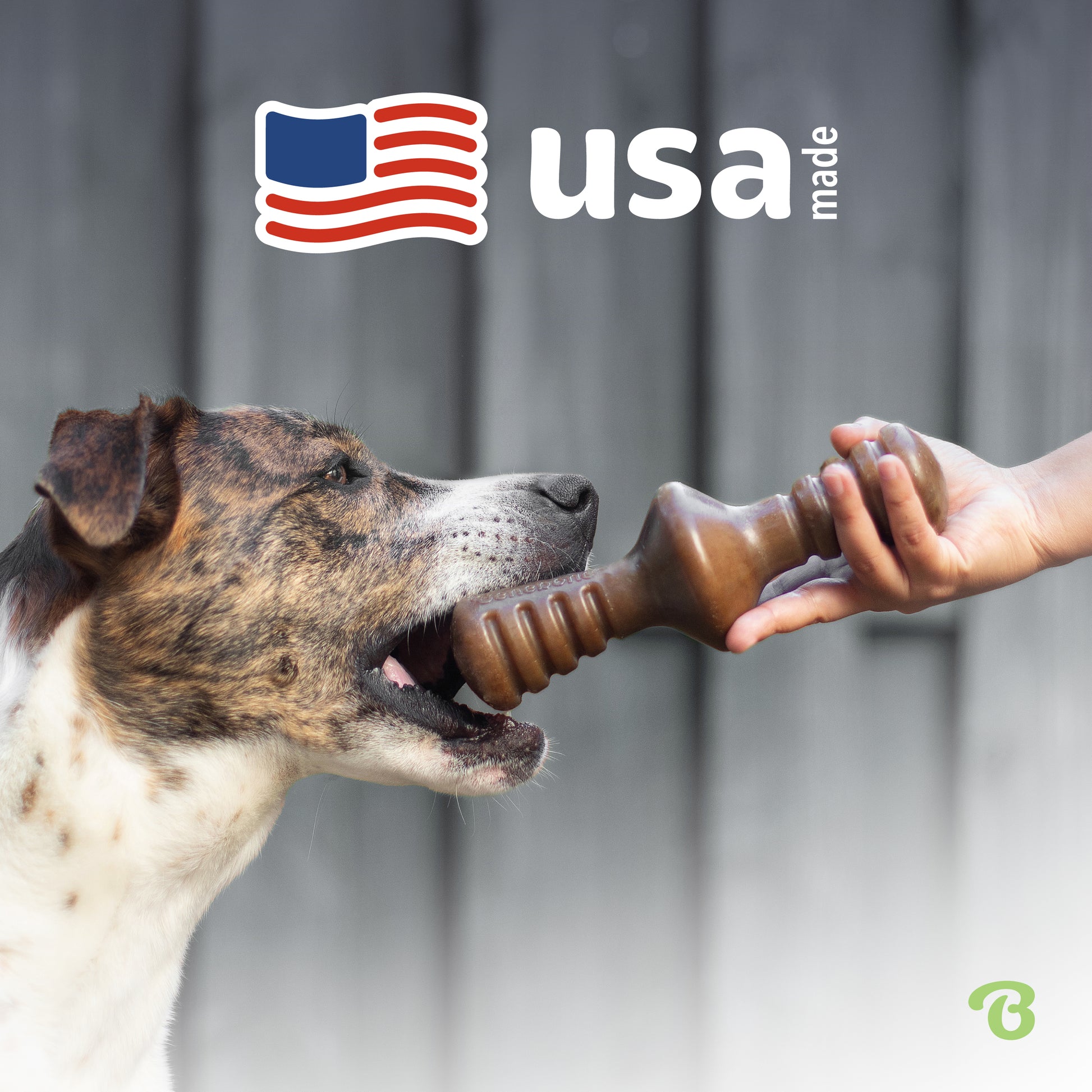 USA made. Catahoula Leopard chewing on a Benebone zaggler.