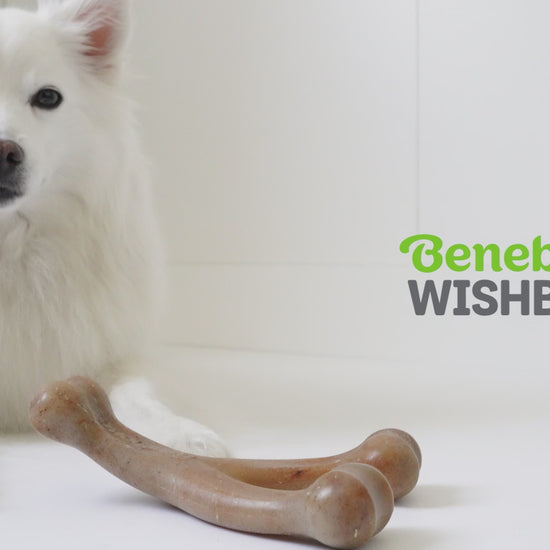 Wishbone Benebone Video with Music Only no Voice. Video shows dogs interacting with Benebones. Text in video reads as: Benebone Wishbone. irresistible, real flavors bacon, peanut butter, chicken. Real Pieces of Chicken! Paw-Friendly Grip. Long-lasting fun. Stay Playful Benebone