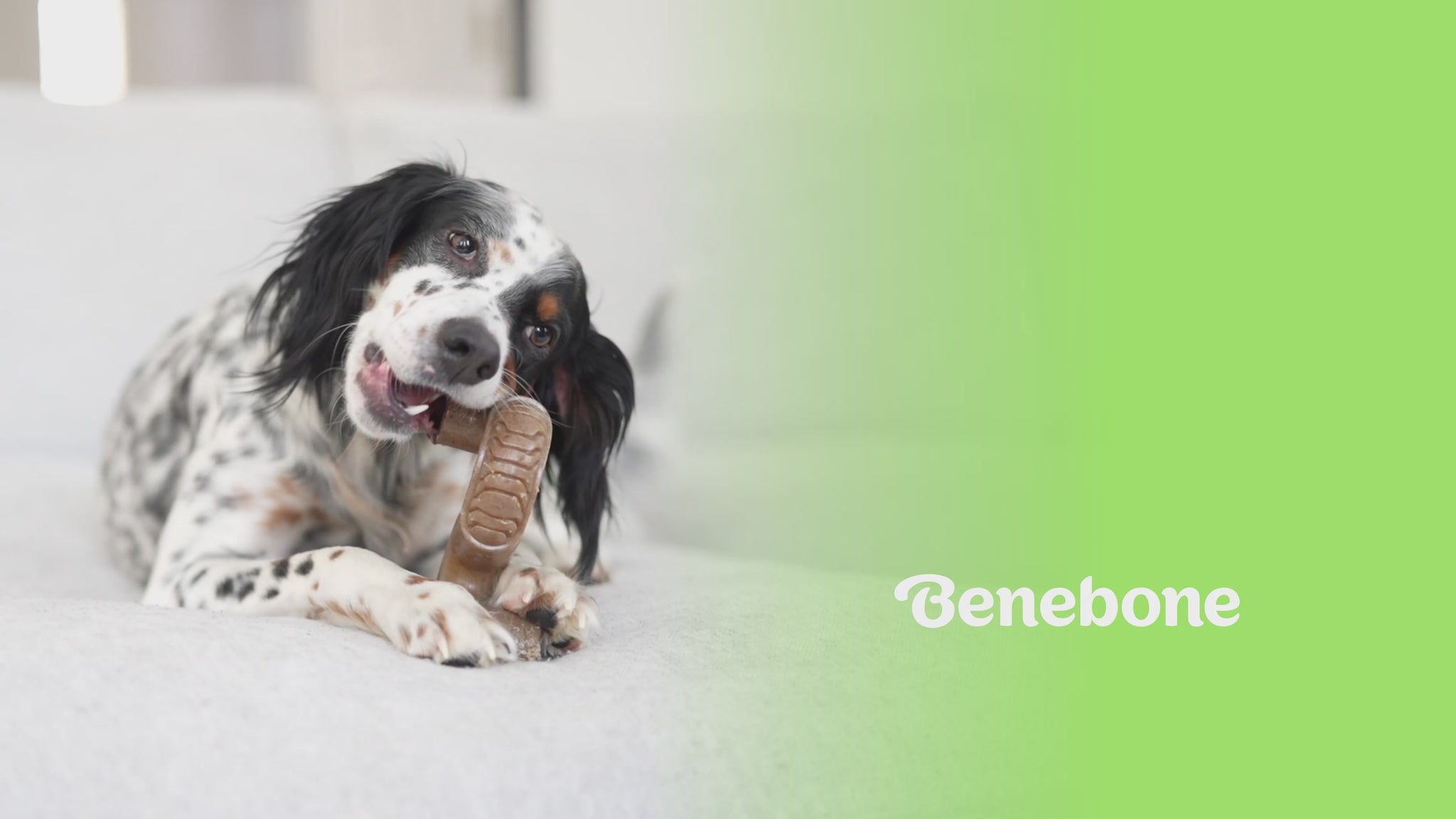 Tripe Bone Video with Music No talking. Video shows dogs interacting with Benebones. Video contains text that reads: Benebone Tripe bone is long lasting, fun. made with real beef tripe minus the stink. paw-friendly grip, sizes for all dogs small to large. has flavor pocket holes that you can put peanut butter in. irresistible flavor.