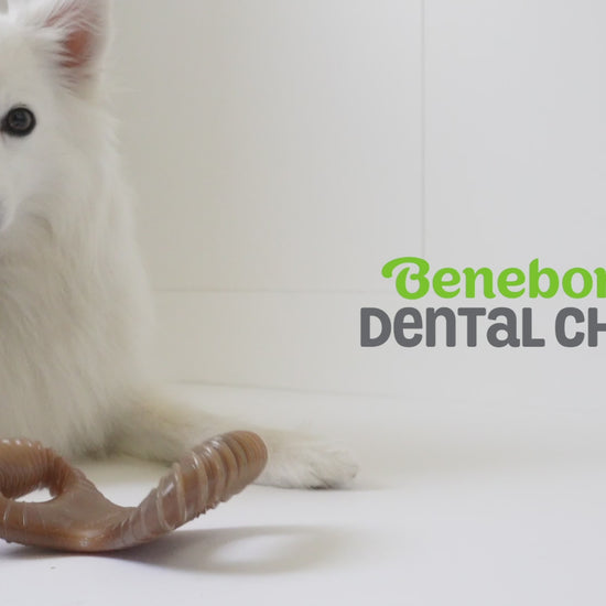 Benebone Dental Chew video with music no talking. Video shows dogs interacting with Benebones. Video contains text that reads: Benebone Dental Chew. Irresistible real flavors, bacon, peanut butter, chicken. Real pieces of bacon! Paw-friendly grips. Dental stimulation. Long-lasting fun. Stay playful Benebone logo.