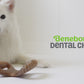 Benebone Dental Chew video with music no talking. Video shows dogs interacting with Benebones. Video contains text that reads: Benebone Dental Chew. Irresistible real flavors, bacon, peanut butter, chicken. Real pieces of bacon! Paw-friendly grips. Dental stimulation. Long-lasting fun. Stay playful Benebone logo.