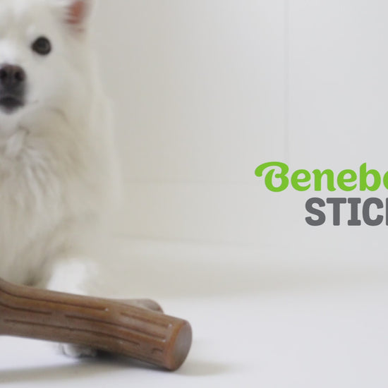 Benebone Stick video with music no talking. Video shows dogs interacting with Benebones. Video contains text that reads: Benebone Stick. Irresistible real flavors, bacon, maple wood. Real maple wood! Real pieces of Bacon! Paw-friendly grip. Long-lasting fun. Stay playful Benebone logo.