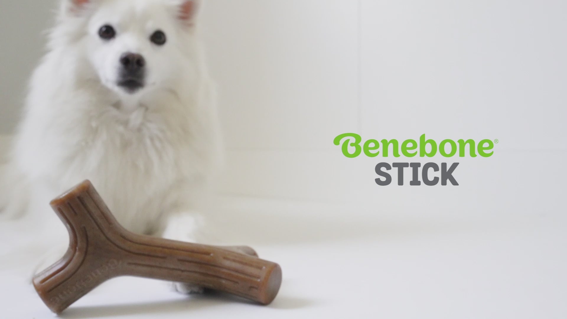 Benebone Stick video with music no talking. Video shows dogs interacting with Benebones. Video contains text that reads: Benebone Stick. Irresistible real flavors, bacon, maple wood. Real maple wood! Real pieces of Bacon! Paw-friendly grip. Long-lasting fun. Stay playful Benebone logo.