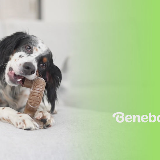 Tripe Bone Video with Music No talking. Video shows dogs interacting with Benebones. Video contains text that reads: Benebone Tripe bone is long lasting, fun. made with real beef tripe minus the stink. paw-friendly grip, sizes for all dogs small to large. has flavor pocket holes that you can put peanut butter in. irresistible flavor.