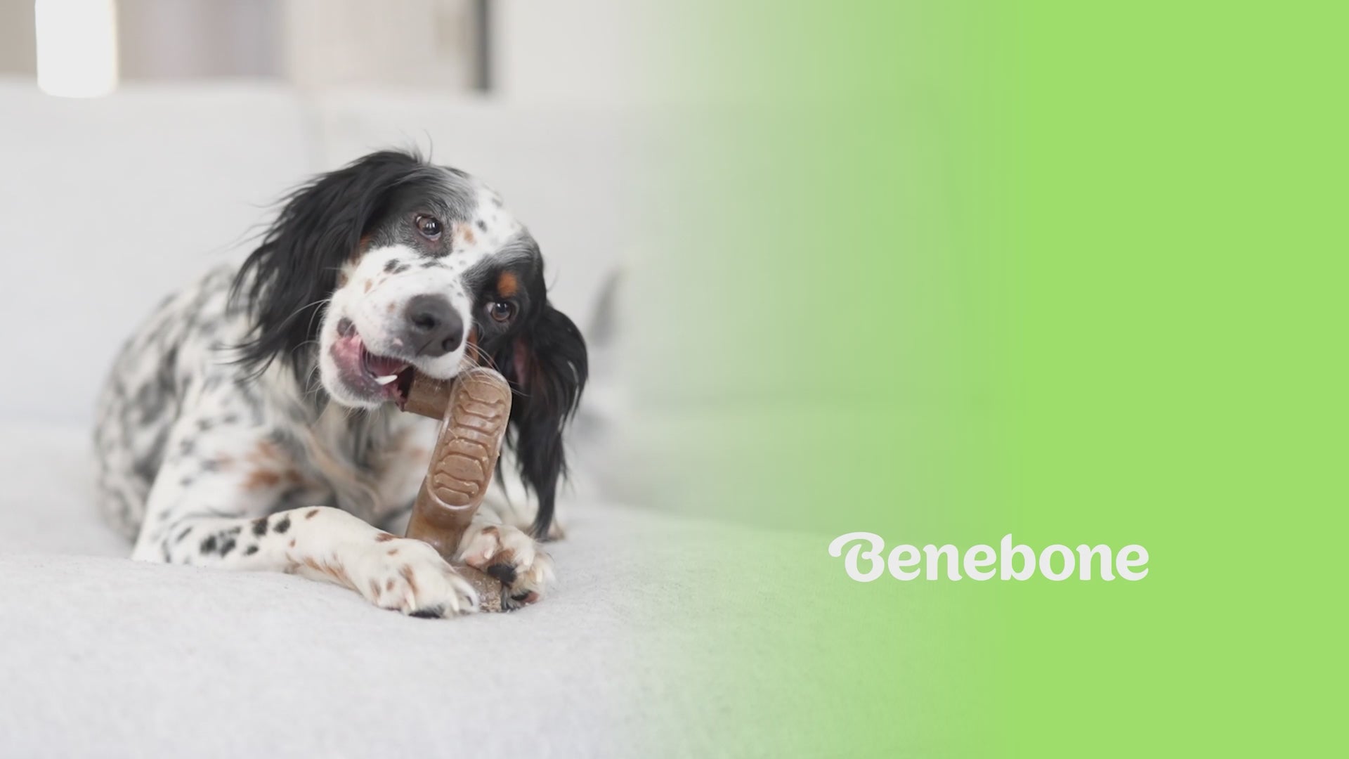 Tripe Bone Video with Music No talking. Video shows dogs interacting with Benebones. Video contains text that reads: Benebone Tripe bone is long lasting, fun. made with real beef tripe minus the stink. paw-friendly grip, sizes for all dogs small to large. has flavor pocket holes that you can put peanut butter in. irresistible flavor.